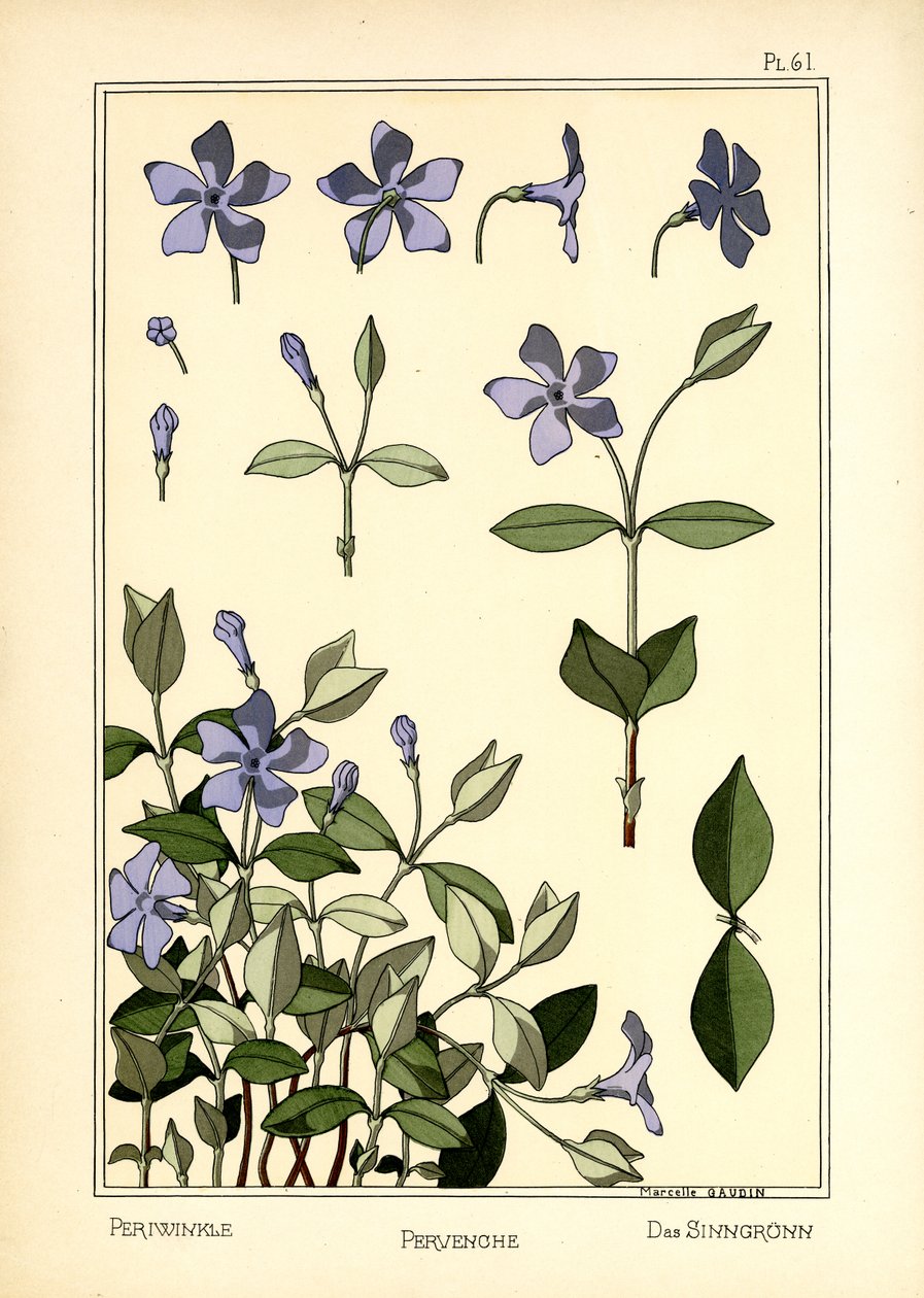 A Periwinkle alkotó: Marcelle Gaudin
