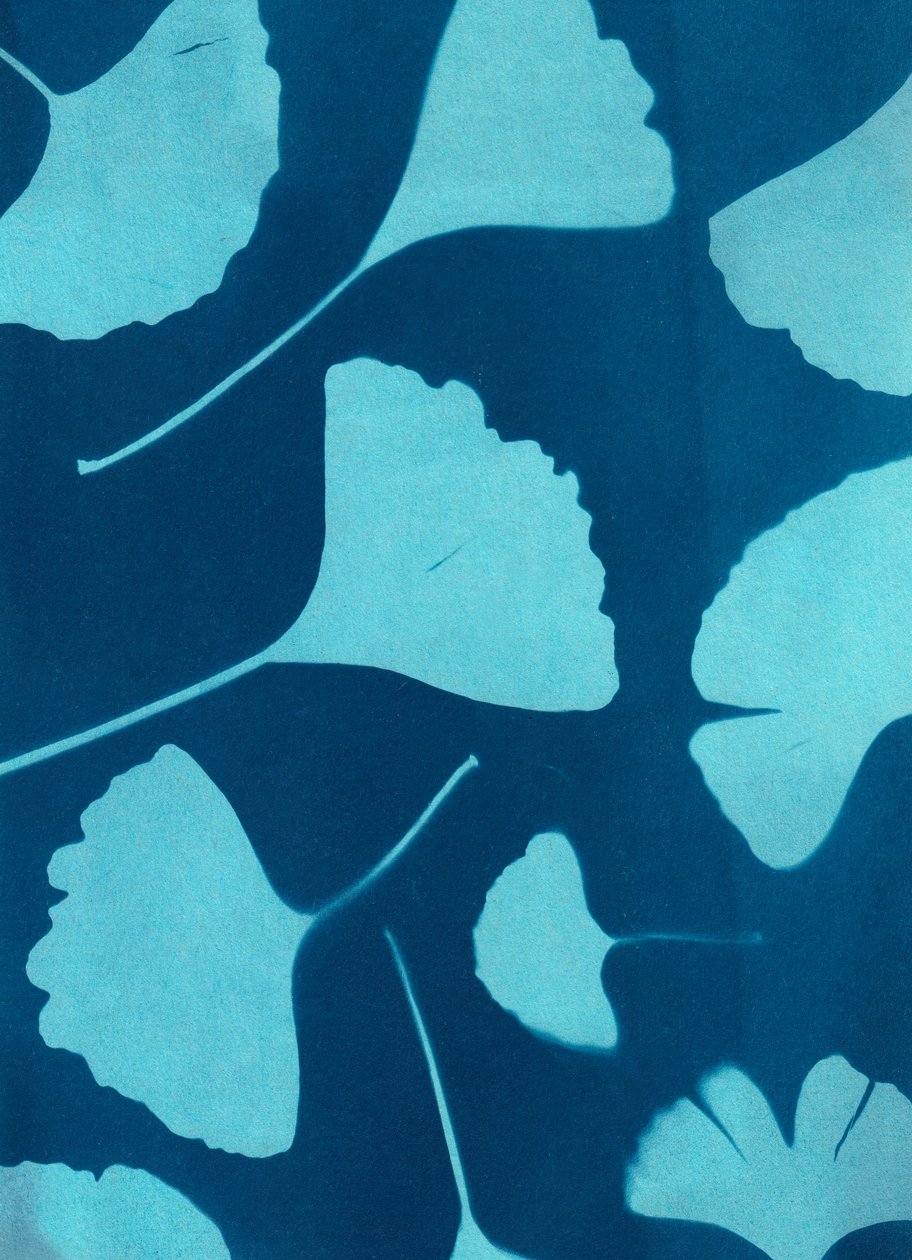Ginkgo biloba 146, 2023 (cianotípia, vegyes technika) alkotó: Marco Campedelli