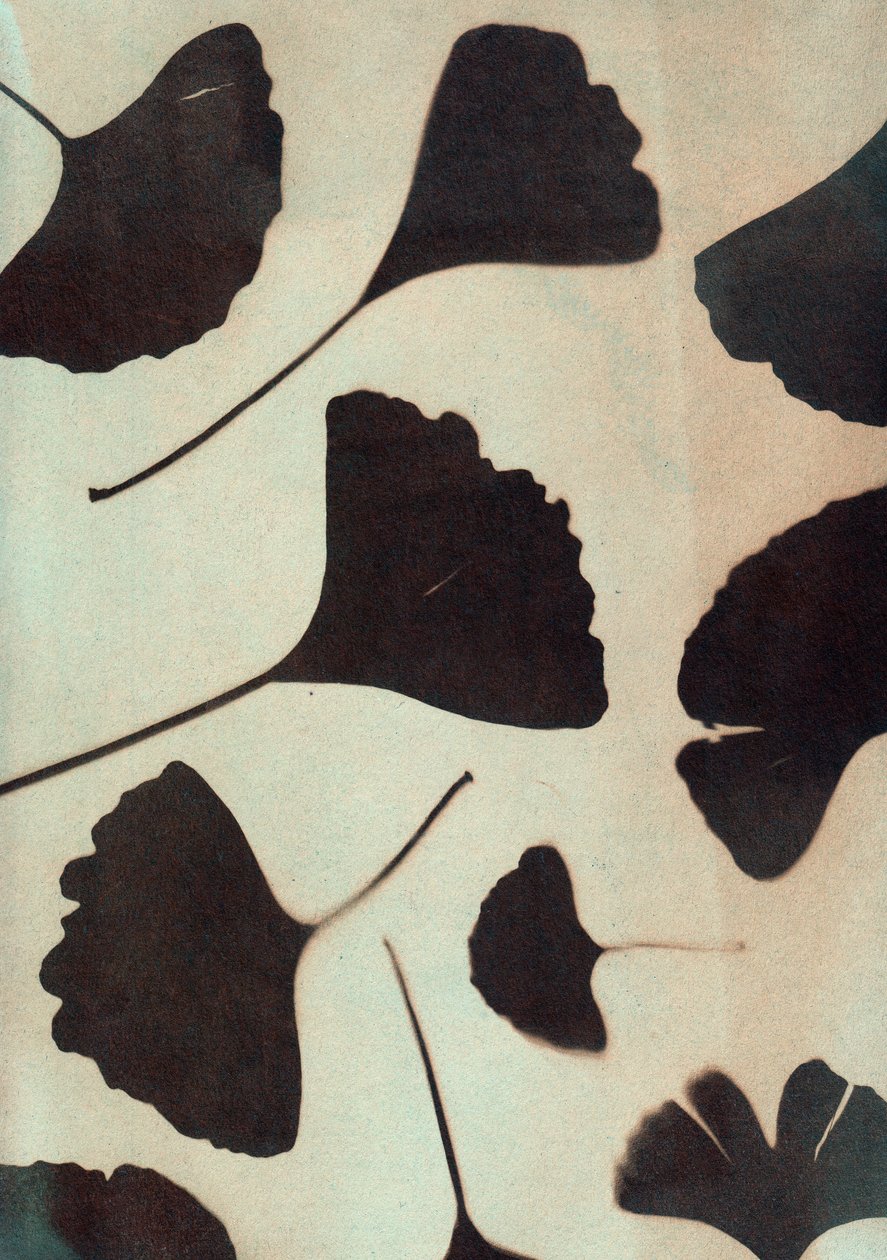 Ginkgo biloba, 2023 (cianotípia, vegyes technika) alkotó: Marco Campedelli