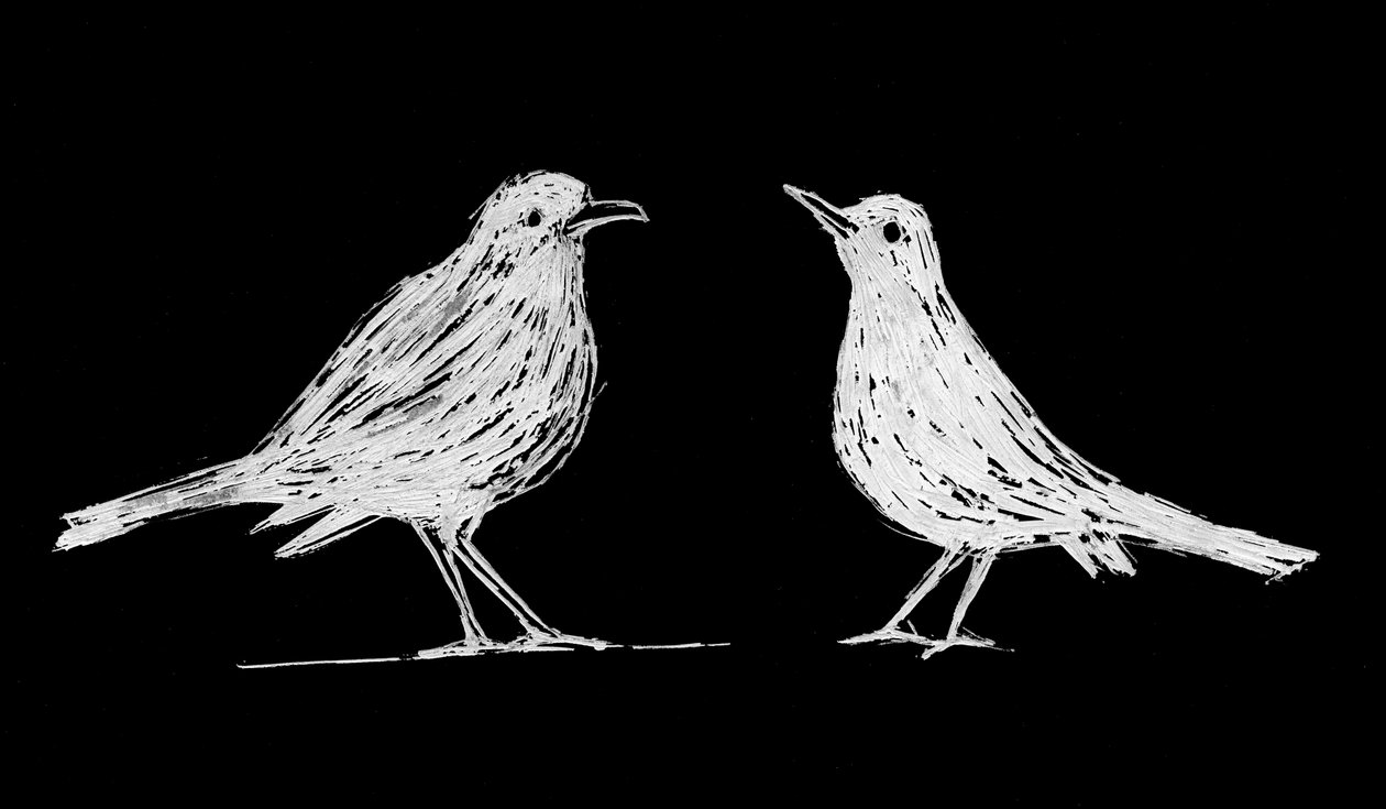 Két fehér feketerigó, 2017 (scratchboard, papír) alkotó: Marco Campedelli