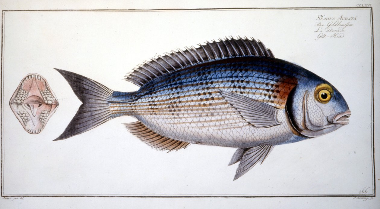 Természettudományi tábla: Marc Elieser Bloch Ichtyologie keszeg Párizs - Berlin - London 1787. alkotó: Marcus Élieser Bloch