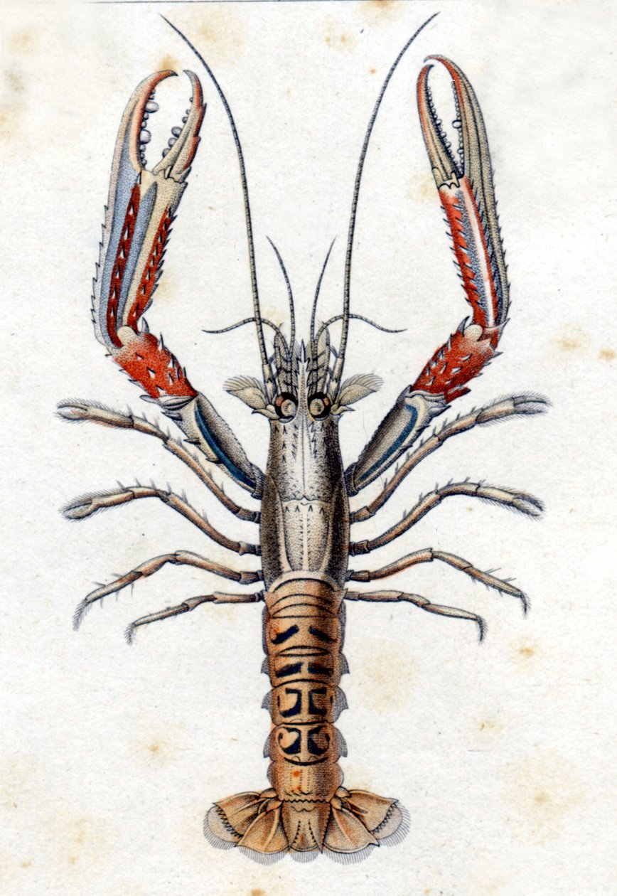 Természettudományi tábla: A Langoustine Marc Elieser Bloch Ichtyologie után Párizs - Berlin - London 1787. alkotó: Marcus Élieser Bloch