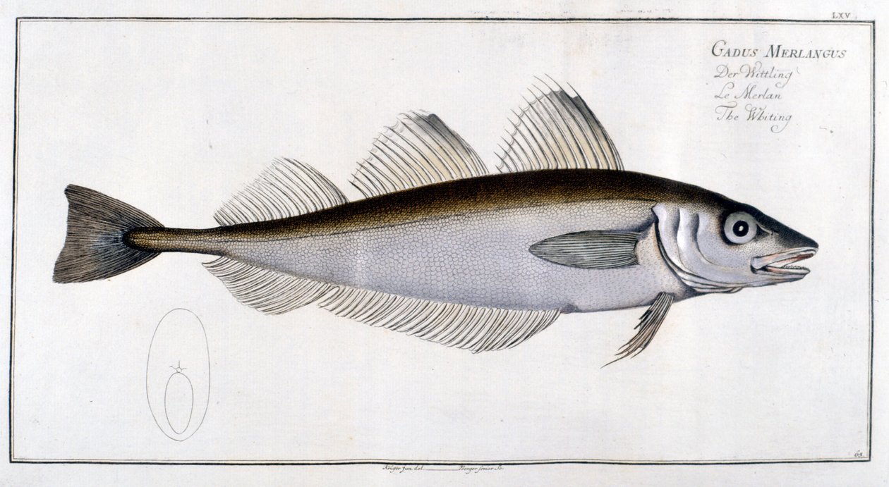 Természettudományi tábla: A vékonybajszú tőkehal Marc Elieser Bloch Ichtyologie után Párizs - Berlin - London 1787. alkotó: Marcus Élieser Bloch