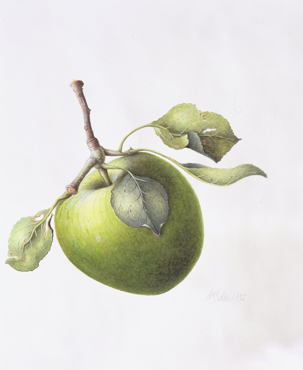 Bramley Apple, 1995 alkotó: Margaret Ann Eden