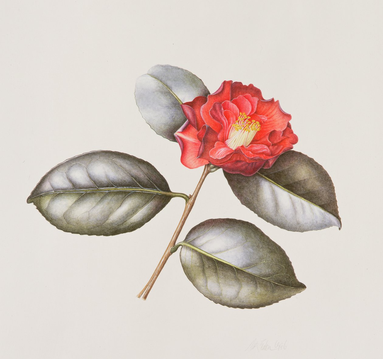 Camellia Japonica Adolphe Anderson, 1996 (wc papíron) alkotó: Margaret Ann Eden