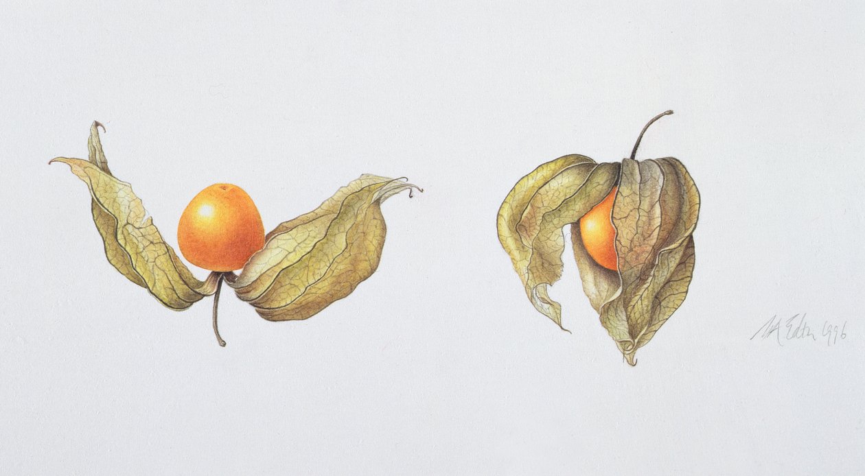 Cape Gooseberry (Physalis peruviana) 1996 (wc papíron) alkotó: Margaret Ann Eden