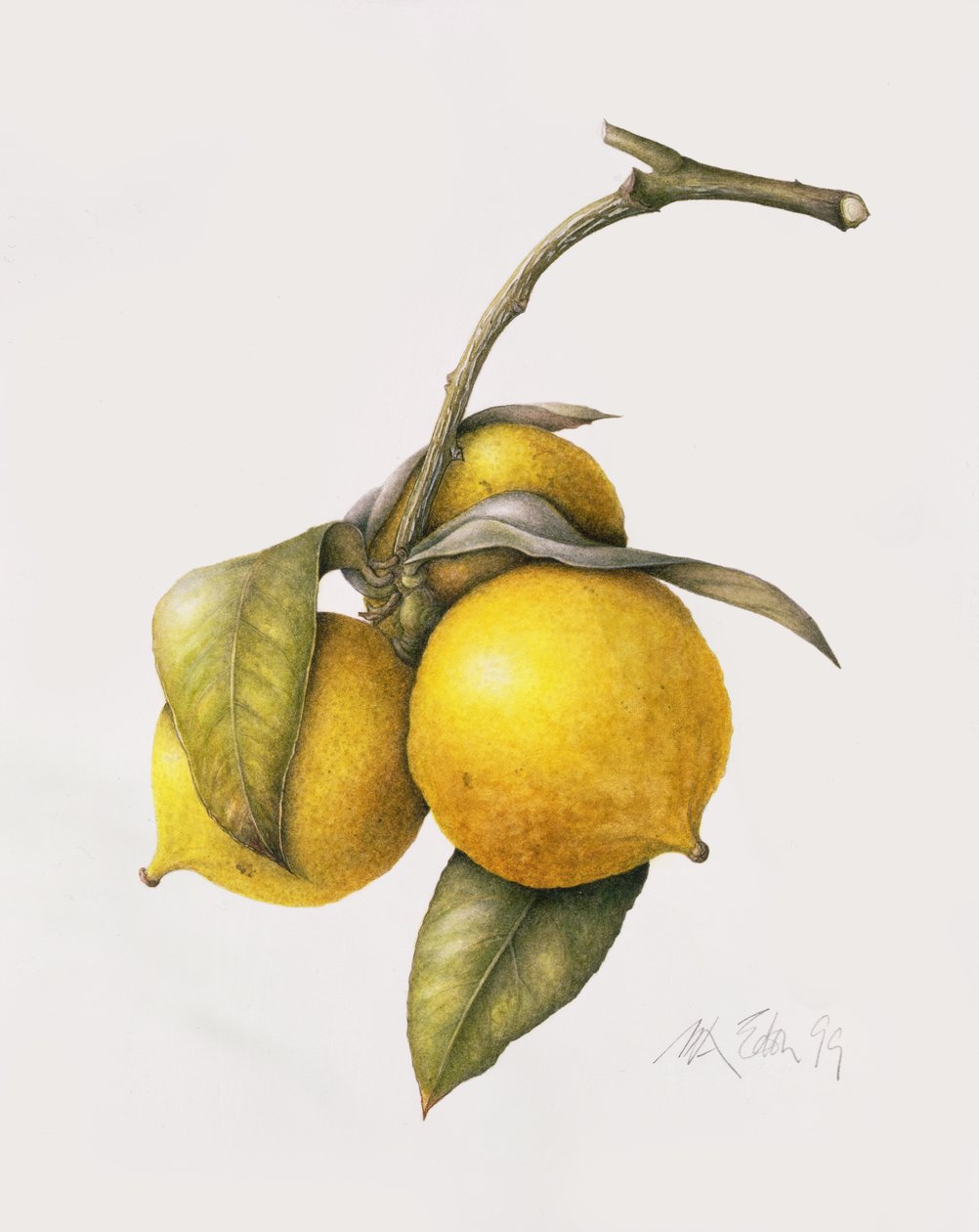 Citrus bergamott, 1999 alkotó: Margaret Ann Eden