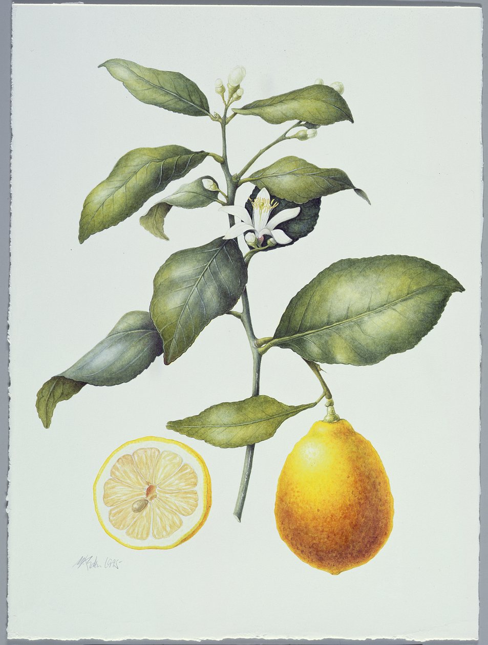 Citrus Limon, 1995 (wc papíron) alkotó: Margaret Ann Eden