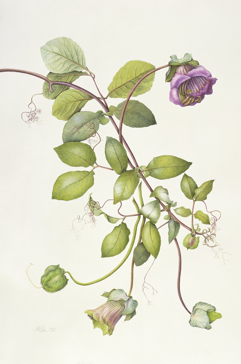 Cobaea Scandens, 1995 alkotó: Margaret Ann Eden