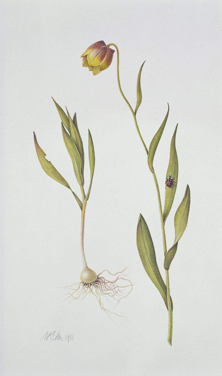 Fritillaria Michailovsky, 1996 (wc papíron) alkotó: Margaret Ann Eden