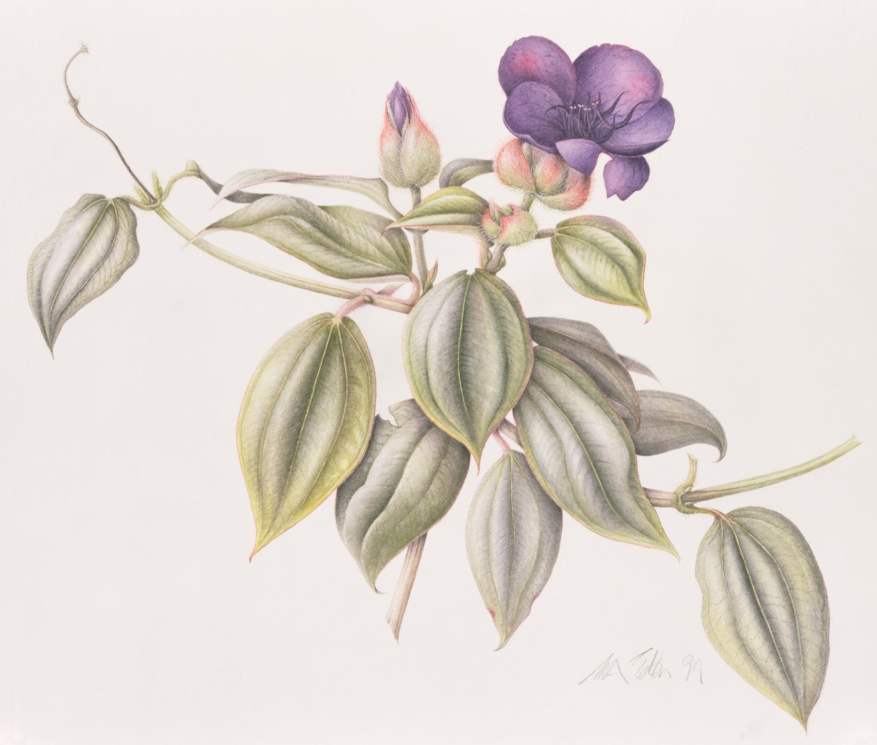 Glory Flower (Tibouchina Urvilleana) 1999 (wc papíron) alkotó: Margaret Ann Eden