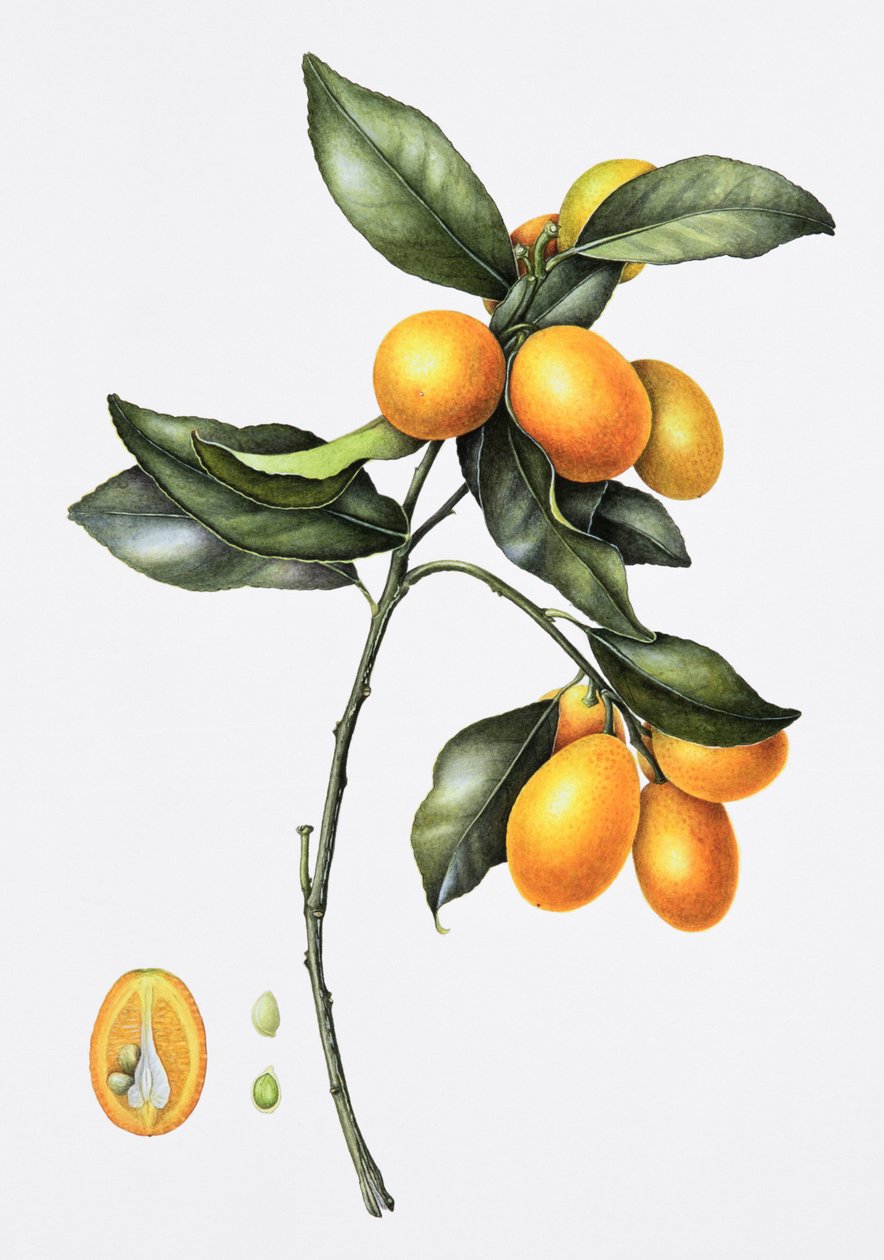 Kumquat, 1996 (wc papíron) alkotó: Margaret Ann Eden