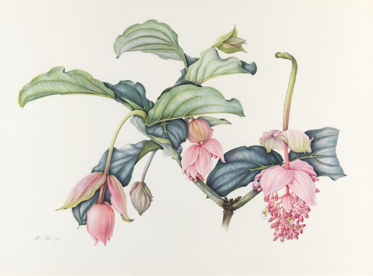 Csodálatos Medinilla alkotó: Margaret Ann Eden