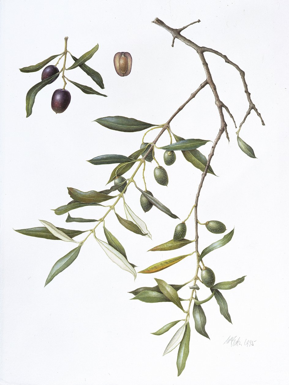 Olive, 1995 (wc papíron) alkotó: Margaret Ann Eden