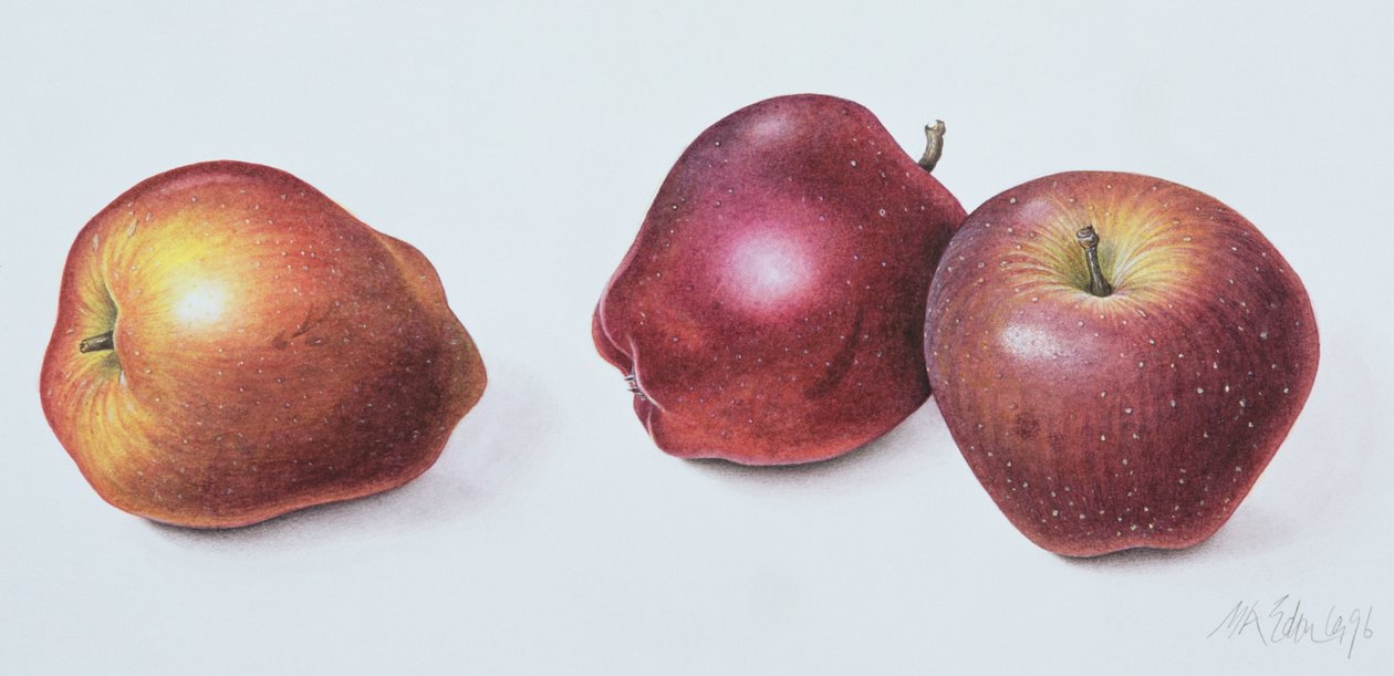 Piros alma, 1996 (wc papíron) alkotó: Margaret Ann Eden