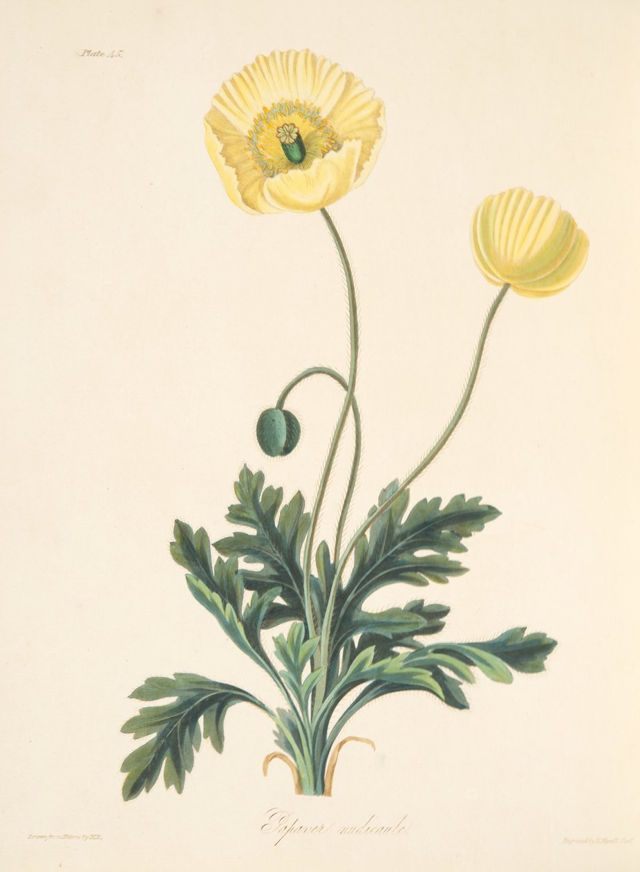 Meztelen szárú mák, az évszakok virágillusztrációiból, kocsma. 1829 (kézzel színezett metszet) alkotó: Margaret Roscoe