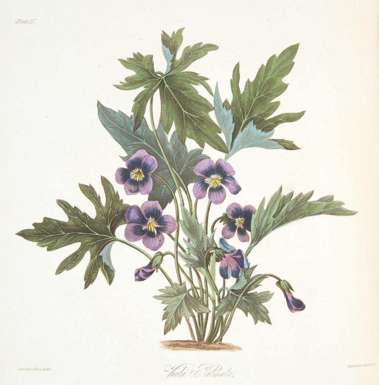 Palmate levele Violet, a Floral Illustrations of the Seasons, pubból. 1829 (kézzel színezett metszet) alkotó: Margaret Roscoe