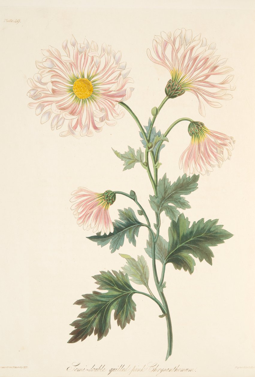 Félig dupla toll, rózsaszín krizantém, az évszakok virágillusztrációiból, 1829. alkotó: Margaret Roscoe