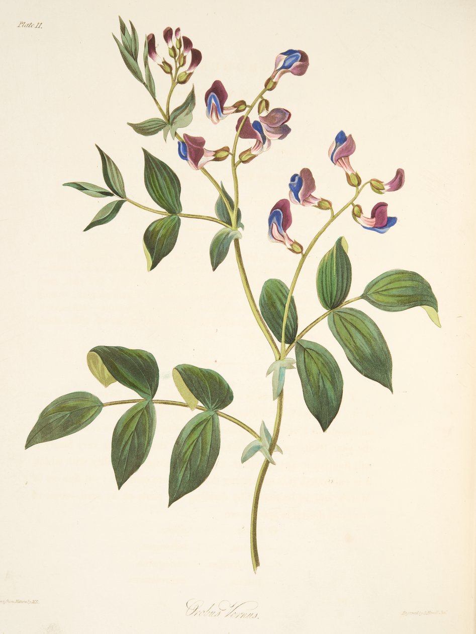 Tavaszi Orobus, az évszakok virágillusztrációiból, pub. 1829 (kézzel színezett metszet) alkotó: Margaret Roscoe