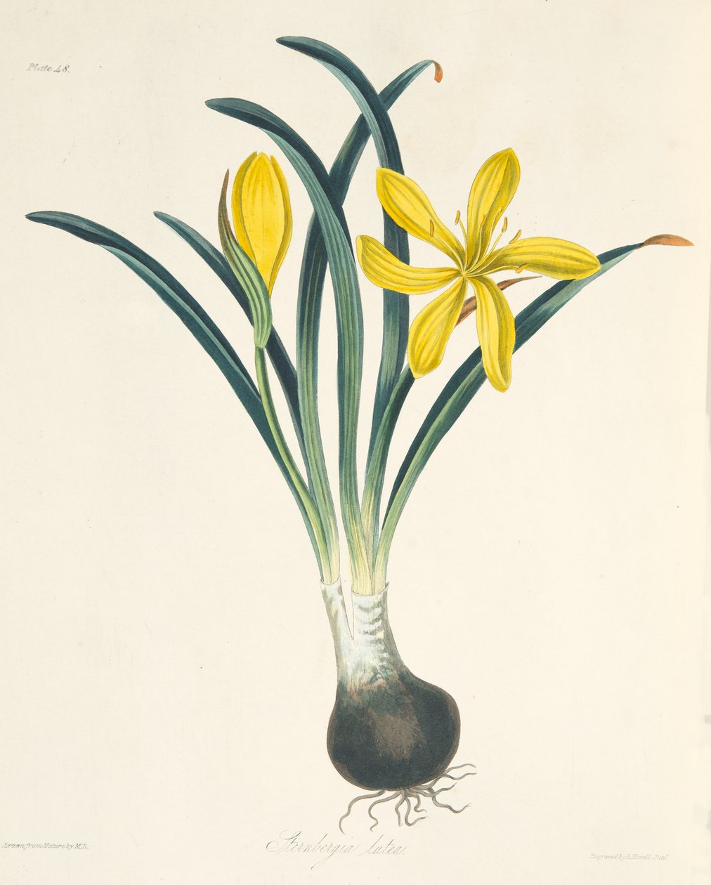 Sárga Sterngergia, az évszakok virágillusztrációiból, pub. 1829 alkotó: Margaret Roscoe