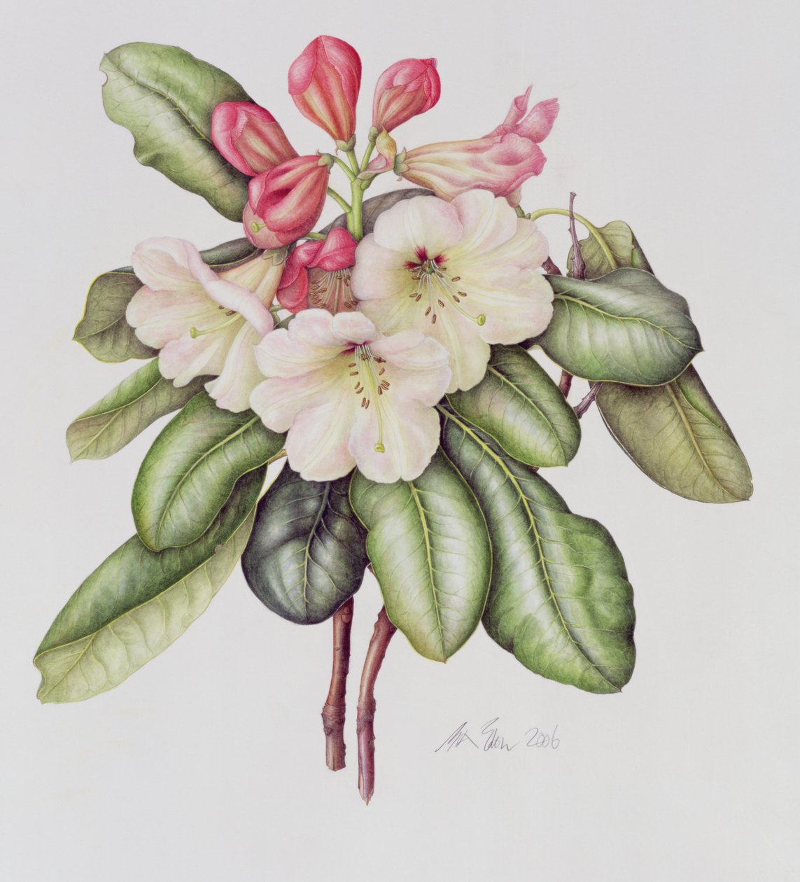 Rhododendron (akvarell papíron) alkotó: Margaret Ann Eden