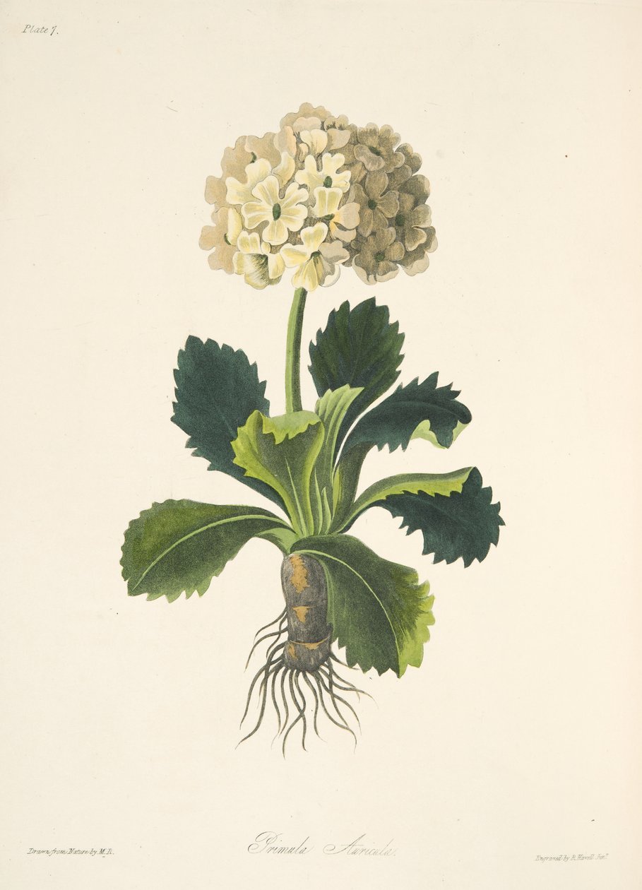 Auricula, az évszakok virágillusztrációiból, pub. 1829 (kézzel színezett metszet) alkotó: Margaret Roscoe