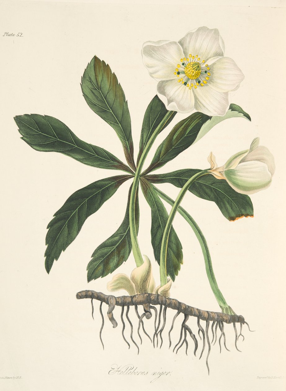 Fekete hunyor vagy karácsonyi rózsa, az évszakok virágos illusztrációiból, pub. 1829 (kézzel színezett metszet) alkotó: Margaret Roscoe