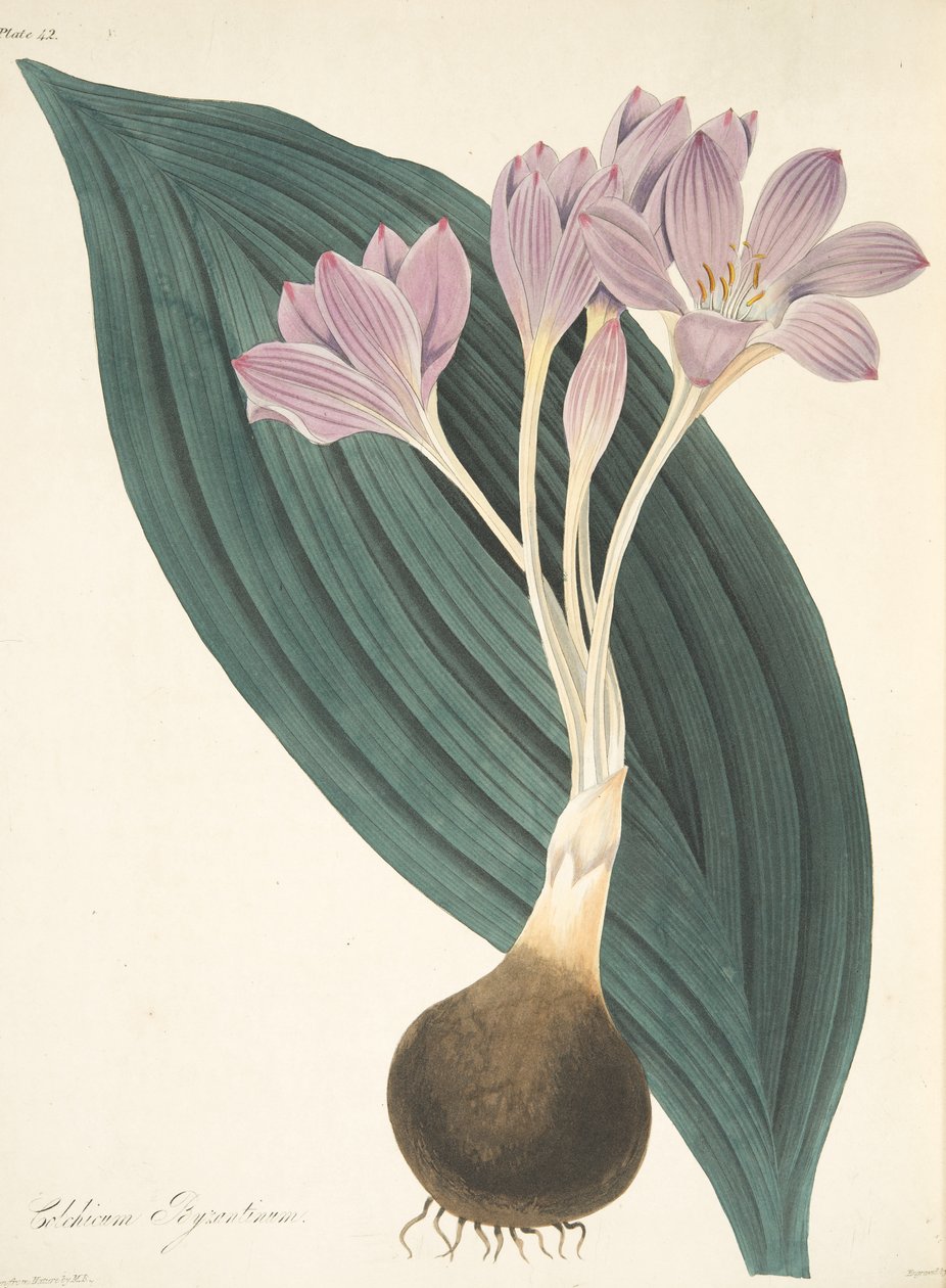 Széleslevelű réti sáfrány, az évszakok virágillusztrációiból, kocsma. 1829 (kézzel színezett metszet) alkotó: Margaret Roscoe