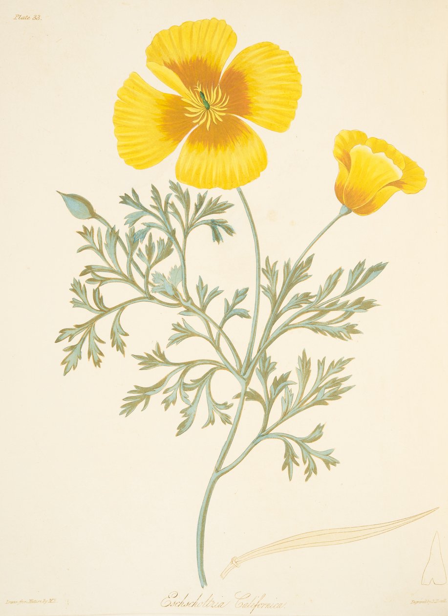Kaliforniai Eschscholtzia, az évszakok virágillusztrációiból, pub. 1829 (kézzel színezett metszet) alkotó: Margaret Roscoe