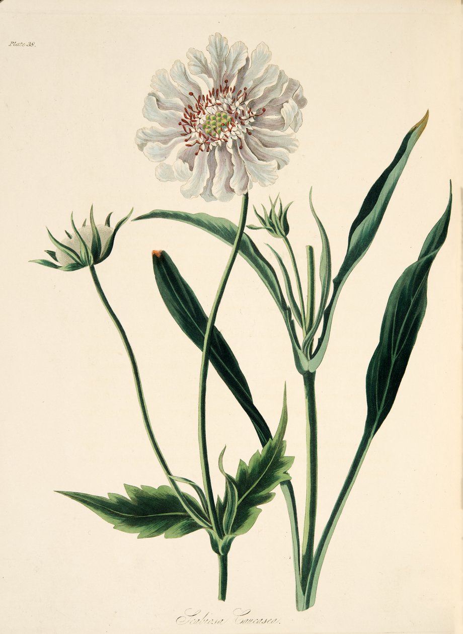 Kaukázusi scabious, az évszakok virágillusztrációiból, pub. 1829 (kézzel színezett metszet) alkotó: Margaret Roscoe
