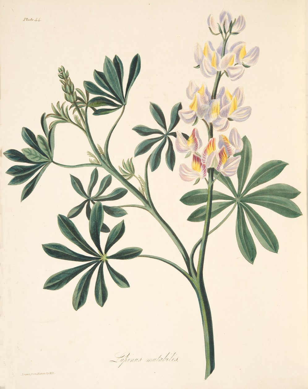 Cserélhető virágú csillagfürt, az évszakok virágillusztrációiból, pub. 1829 (kézzel színezett metszet) alkotó: Margaret Roscoe