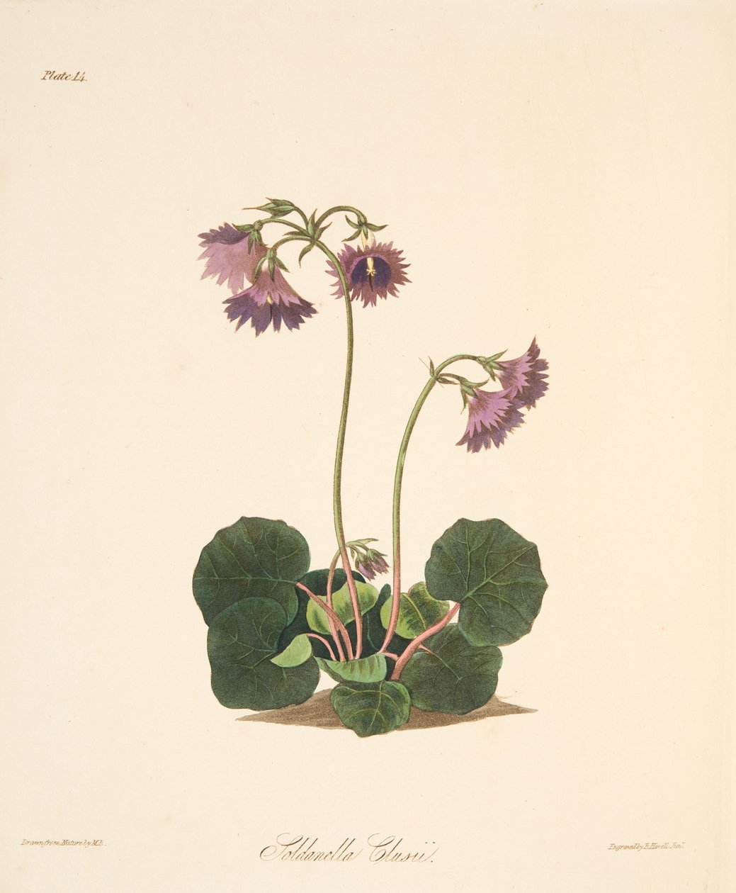 Clusiuss Soldanella, az Évszakok virágillusztrációiból, pub. 1829 (kézzel színezett metszet) alkotó: Margaret Roscoe