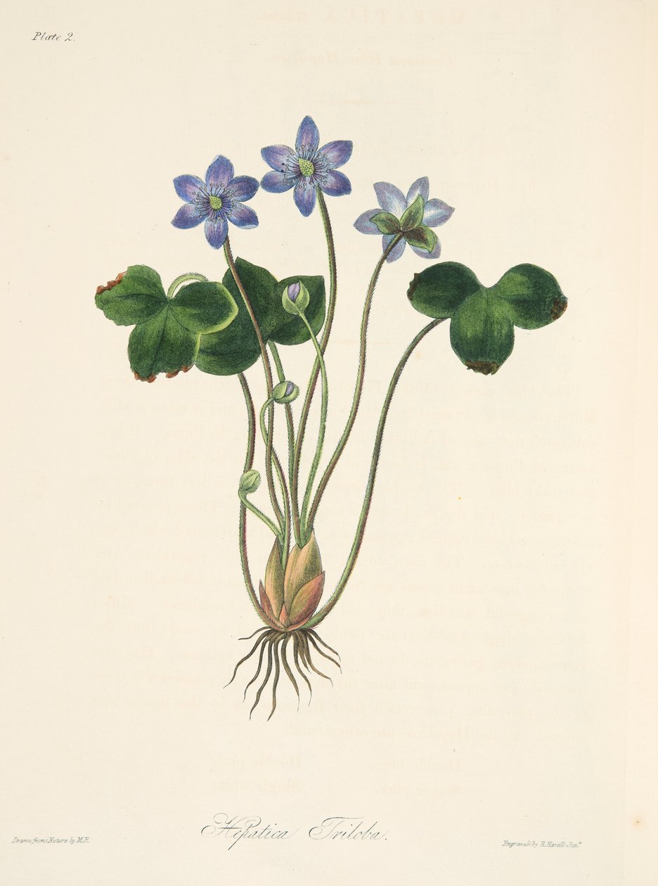 Common Blue Hepatica, az évszakok virágillusztrációiból, pub. 1829 (kézzel színezett metszet) alkotó: Margaret Roscoe