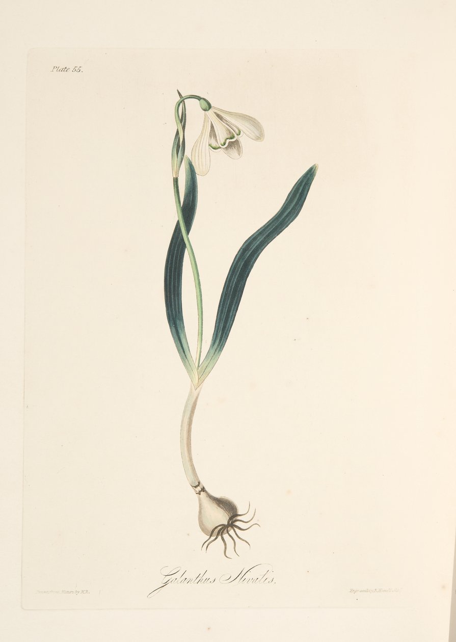 Közönséges hóvirág, az évszakok virágos illusztrációiból, pub. 1829 (kézzel színezett metszet) alkotó: Margaret Roscoe