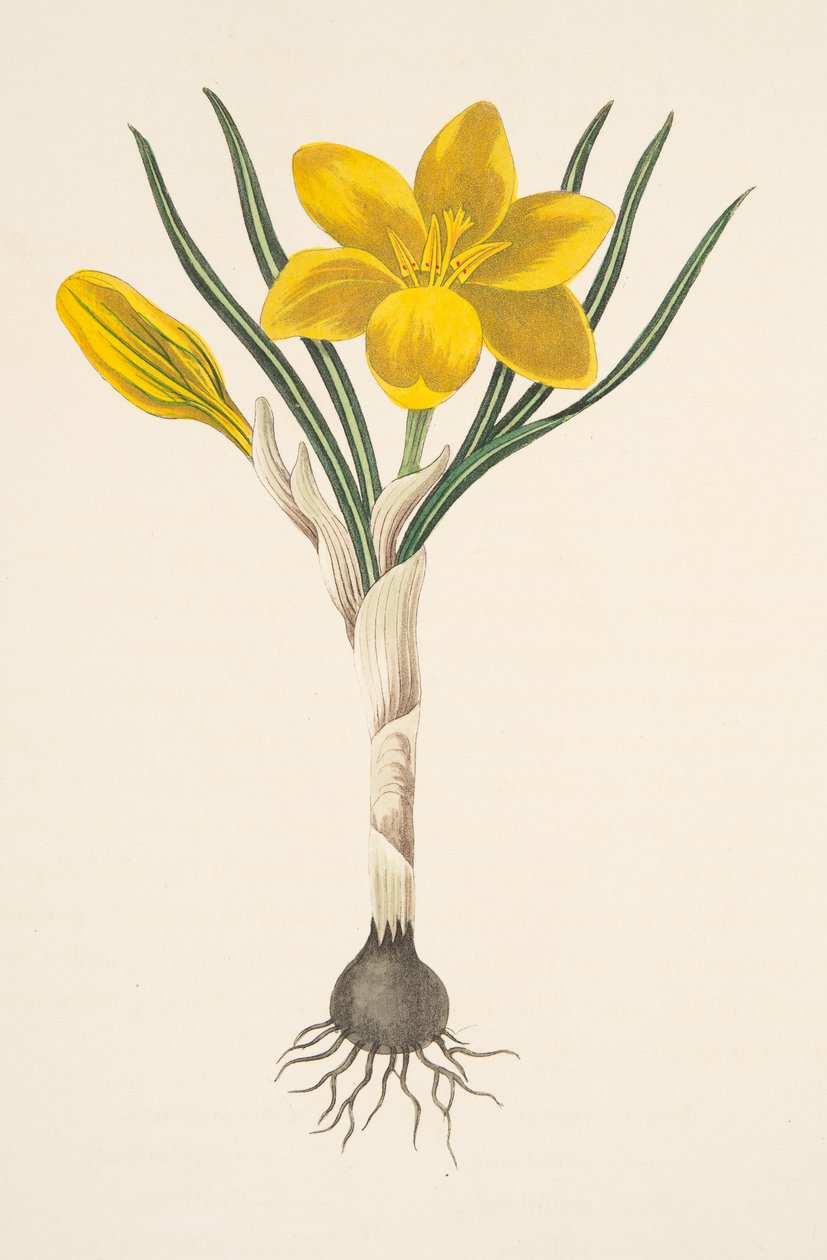 Közönséges sárga krókusz, az évszakok virágillusztrációiból, pub. 1829 (kézzel színezett metszet) alkotó: Margaret Roscoe