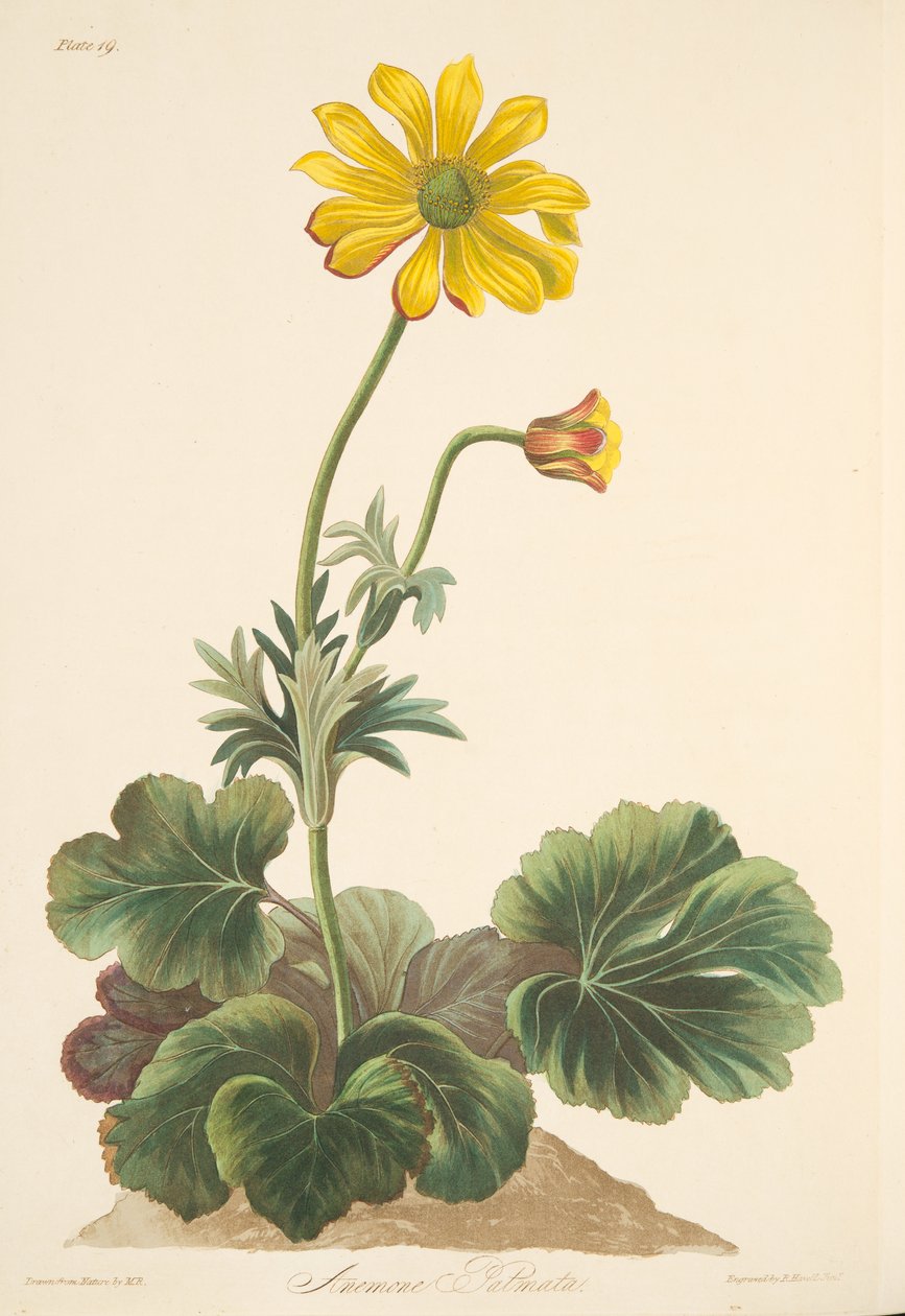 Ciklámenlevelű kökörcsin, az évszakok virágillusztrációiból, kocsma. 1829 (kézzel színezett metszet) alkotó: Margaret Roscoe