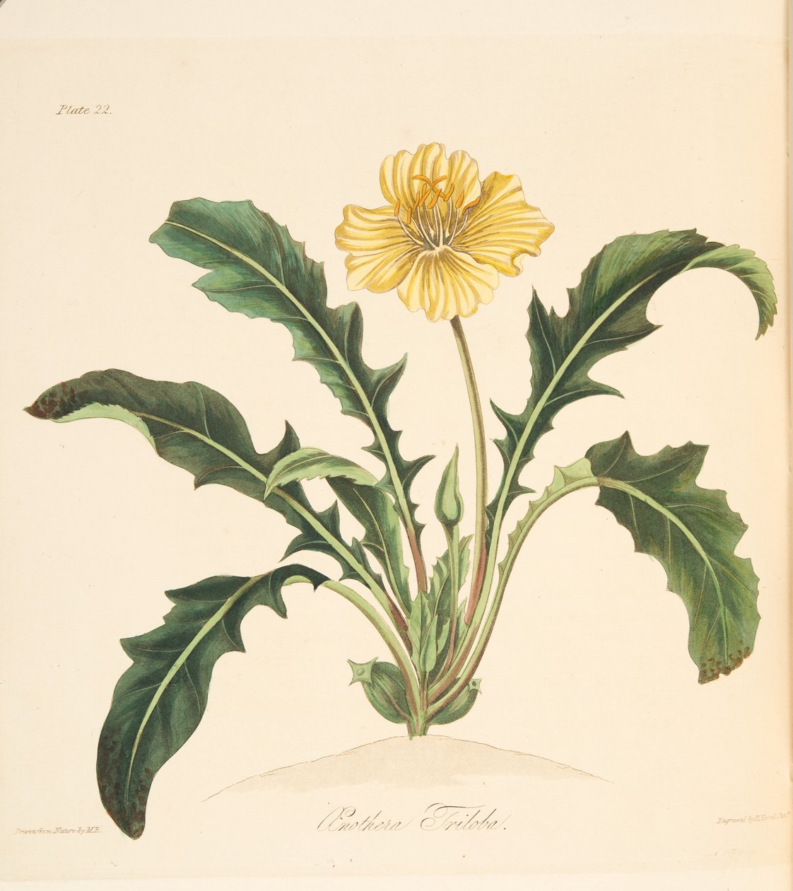 Pitypang elhagyta a Evening Primrose-t, a Floral Illustrations of the Seasons, kocsmából. 1829 (kézzel színezett metszet) alkotó: Margaret Roscoe