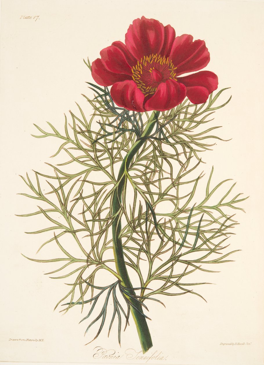 Fine Leaved Paeony, az évszakok virágillusztrációiból, pub. 1829 (kézzel színezett metszet) alkotó: Margaret Roscoe