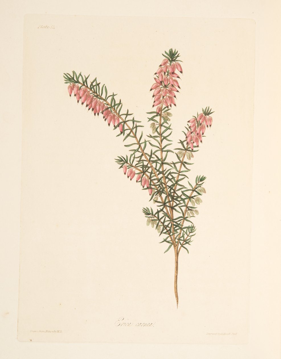 Hússzínű, korai folyású Heath, a Floral Illustrations of the Seasons, pubból. 1829 (kézzel színezett metszet) alkotó: Margaret Roscoe