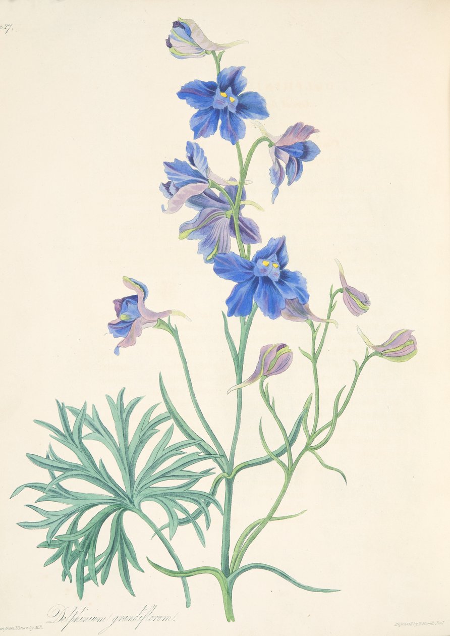 Nagy virágú pacsirta, az évszakok virágillusztrációiból, pub. 1829 (kézzel színezett metszet) alkotó: Margaret Roscoe