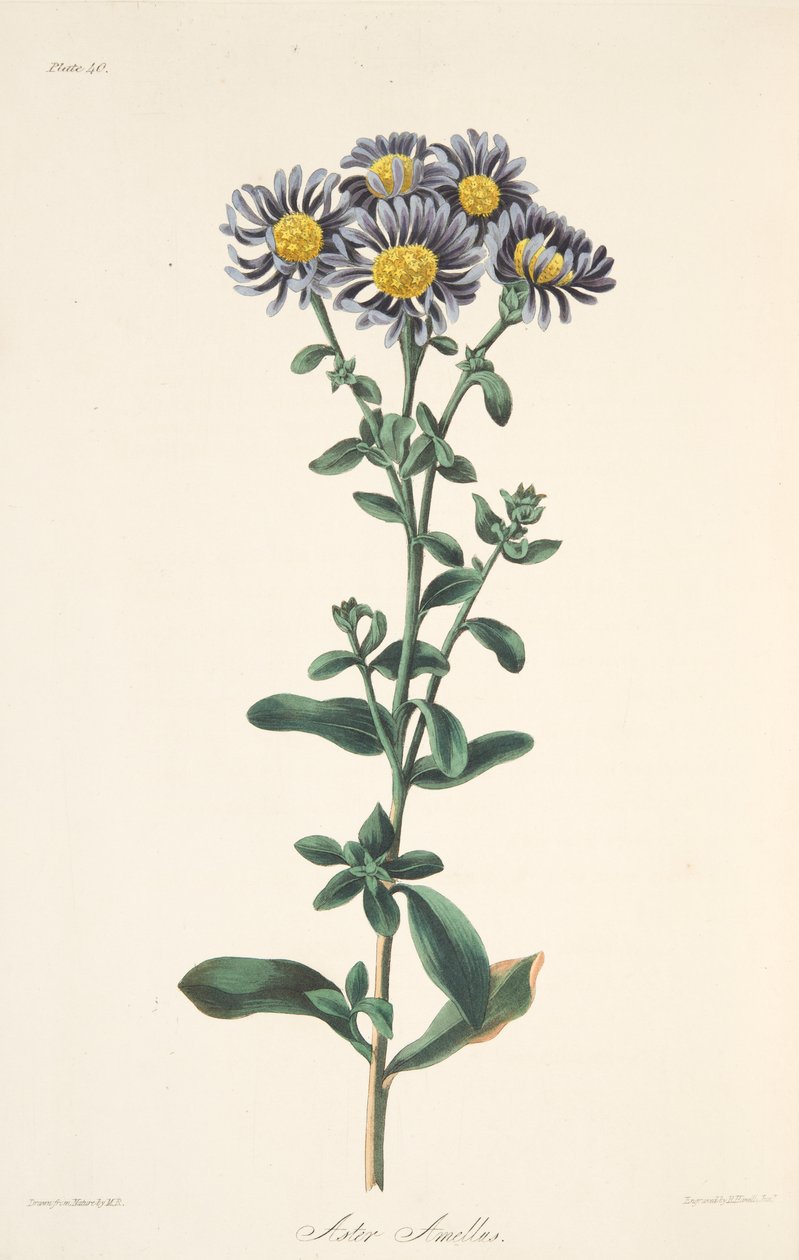 Olasz őszirózsa, az Évszakok virágillusztrációiból, pub. 1829 (kézzel színezett metszet) alkotó: Margaret Roscoe