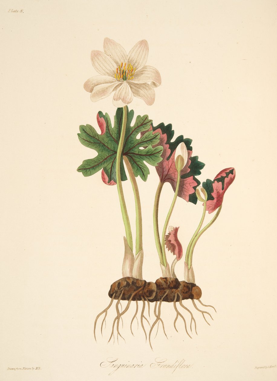 Nagy virágú vérfű, az évszakok virágillusztrációiból, pub. 1829 (kézzel színezett metszet) alkotó: Margaret Roscoe