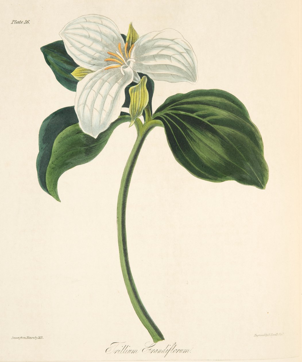 Nagy virágú trillium, az évszakok virágillusztrációiból, pub. 1829 (kézzel színezett metszet) alkotó: Margaret Roscoe