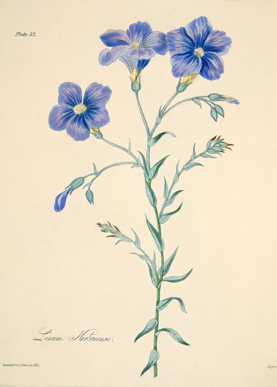 Narbonne len, az évszakok virágillusztrációiból, pub. 1829 (kézzel színezett metszet) alkotó: Margaret Roscoe