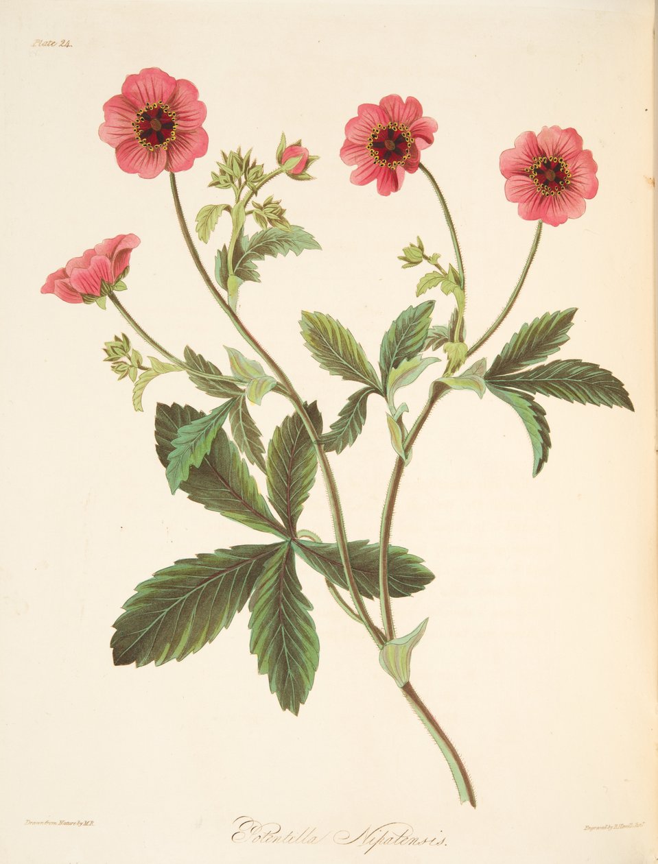 Nipal Potentilla, az évszakok virágillusztrációiból, pub. 1829 (kézzel színezett metszet) alkotó: Margaret Roscoe