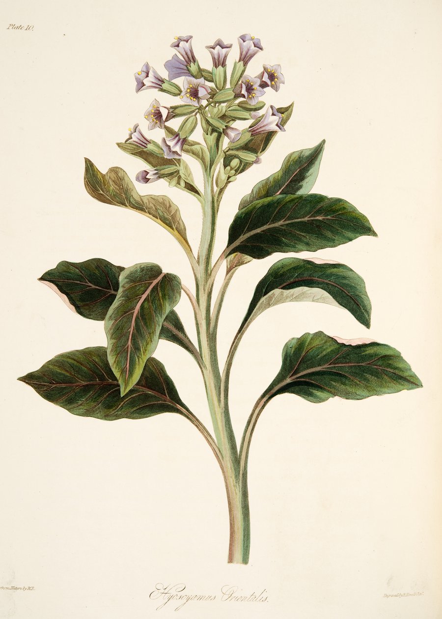 Keleti Hyoscyamus, az évszakok virágillusztrációiból, pub. 1829 (kézzel színezett metszet) alkotó: Margaret Roscoe