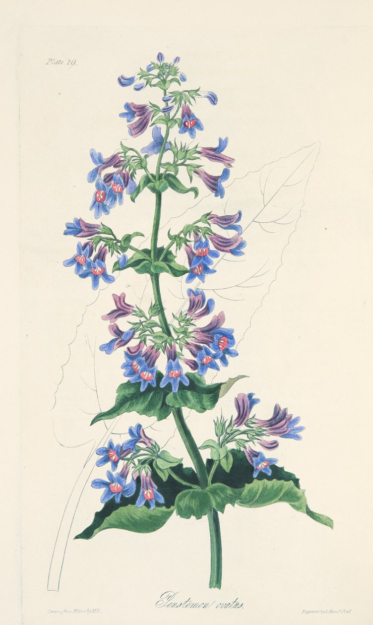 Petelevelű Penstemon, az évszakok virágillusztrációiból, pub. 1829 (kézzel színezett metszet) alkotó: Margaret Roscoe