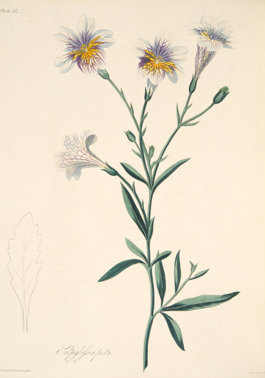 Festett Salpiglossis, az évszakok virágillusztrációiból, kocsma. 1829 (kézzel színezett metszet) alkotó: Margaret Roscoe