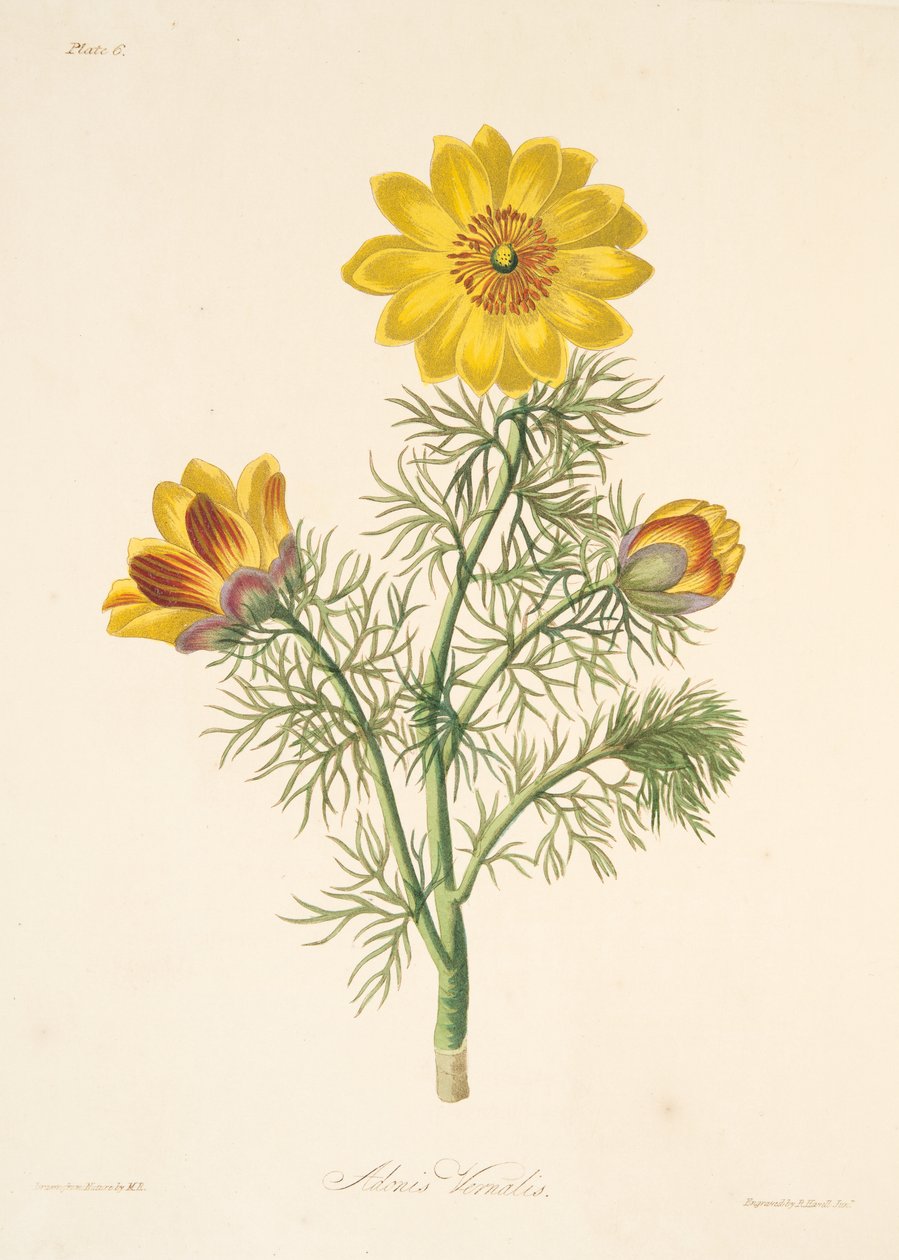 Évelő Adonis, az évszakok virágillusztrációiból, pub. 1829 (kézzel színezett metszet) alkotó: Margaret Roscoe