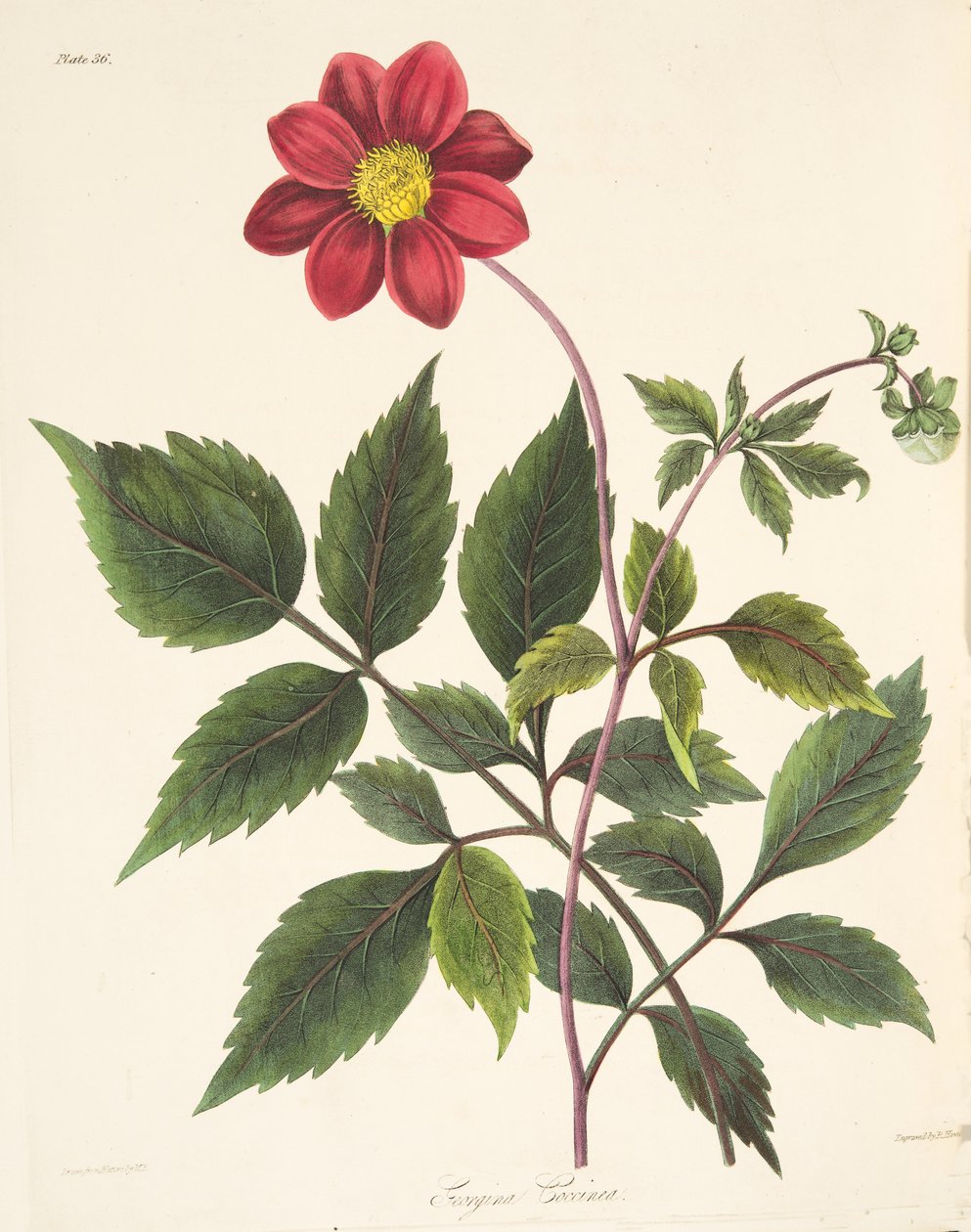 Red Dahlia, az évszakok virágillusztrációiból, pub. 1829 (kézzel színezett metszet) alkotó: Margaret Roscoe